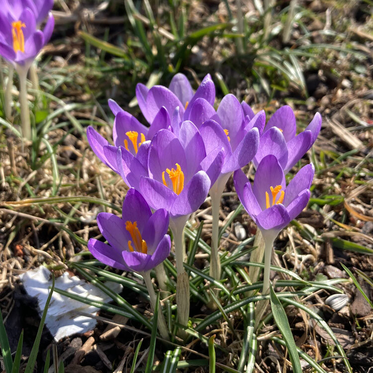Crocus violets aux stigmates orange dans l'herbe au début du printemps
