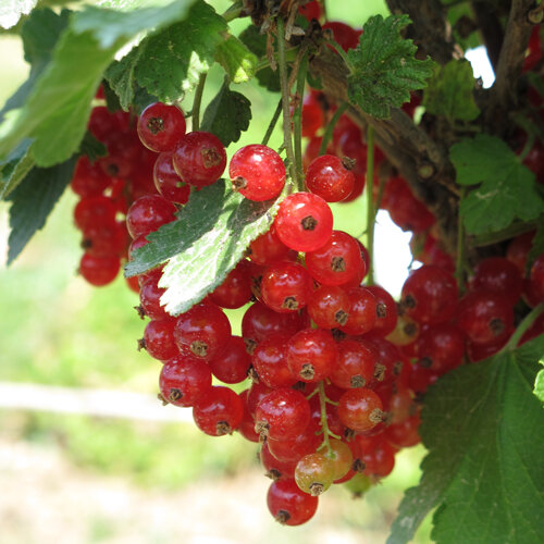 Groseilles rouges mûres en grappes sur l'arbuste