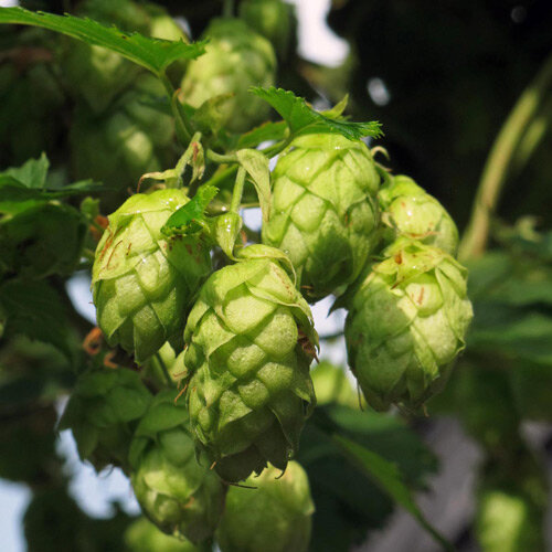 Cônes verts sur un pied de houblon (Humulus lupulus)
