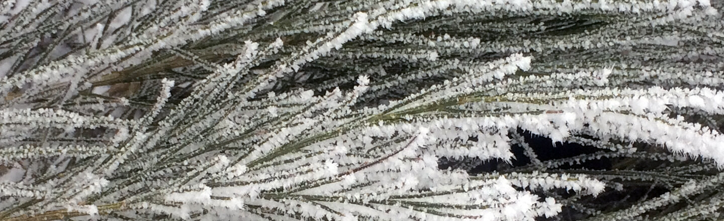 Rameaux de conifère couverts de givre après une nuit de gel