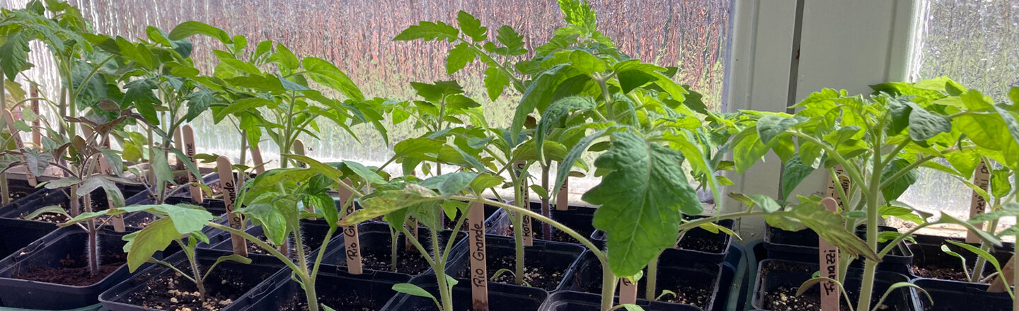 Jeunes plants de tomates en pots avec étiquettes sur le rebord de la fenêtre