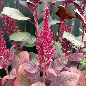 Amarante aux épis floraux rouges dressés et aux feuilles brun rouge