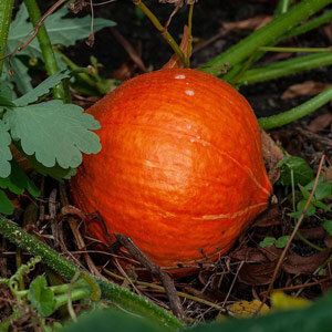 Potimarron 'Red Kuri' (Cucurbita maxima), fruit rouge orangé au potager