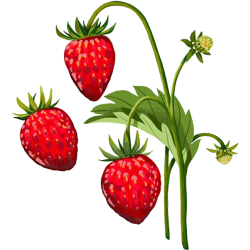 Graines de fraises - cultiver soi-même des variétés de fraises rouges, blanches et sauvages