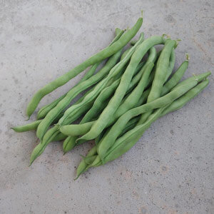 Haricot à rames 'Neckarkönigin' (Phaseolus vulgaris), gousses vertes fraîchement cueillies