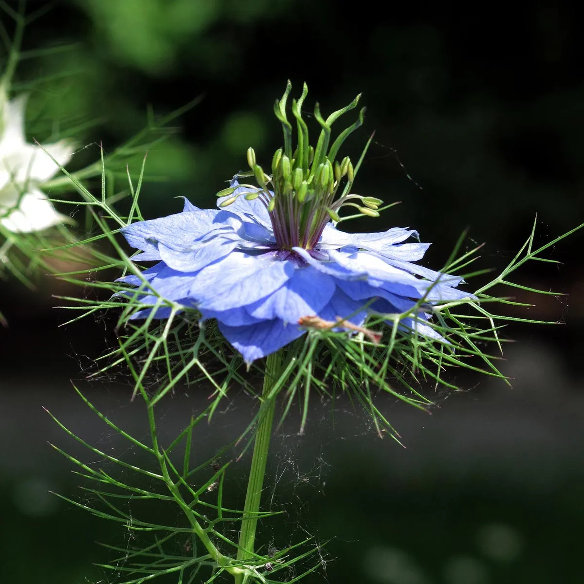 Jungfer im Grünen 'Persian Jewels mixed' (Nigella damascena) Samen