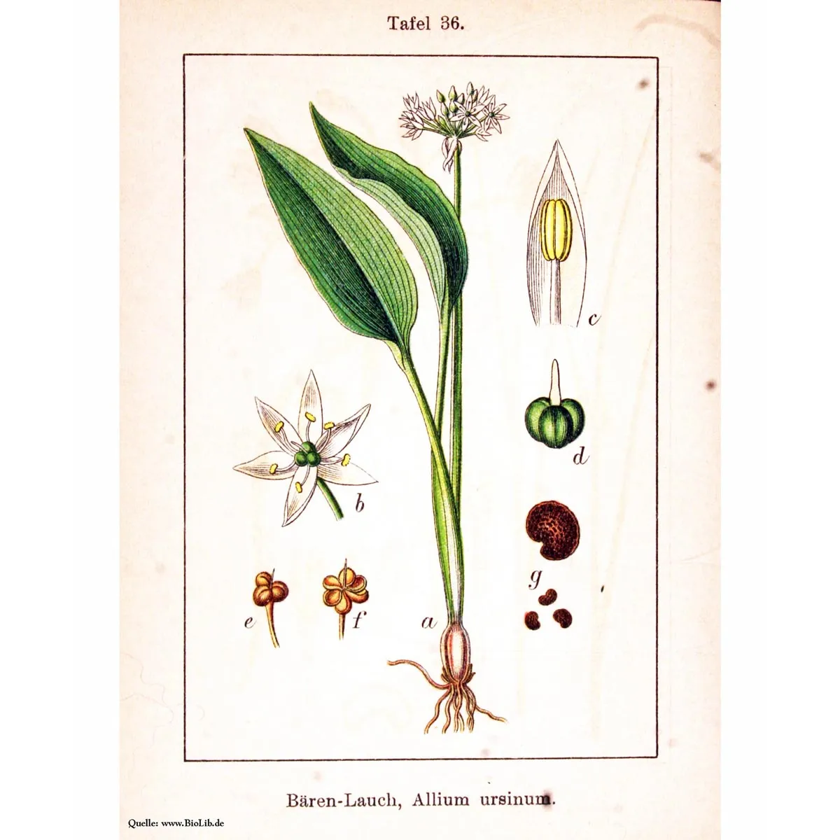 Bärlauch / Wilder Lauch (Allium ursinum) Bio Saatgut