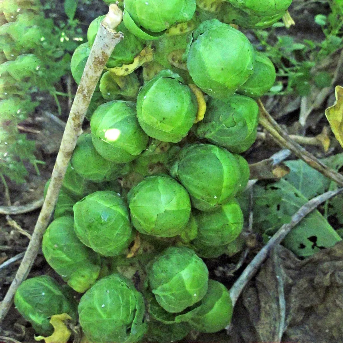 Rosenkohl 'Groninger' (Brassica oleracea var. gemmifera) Bio Saatgut