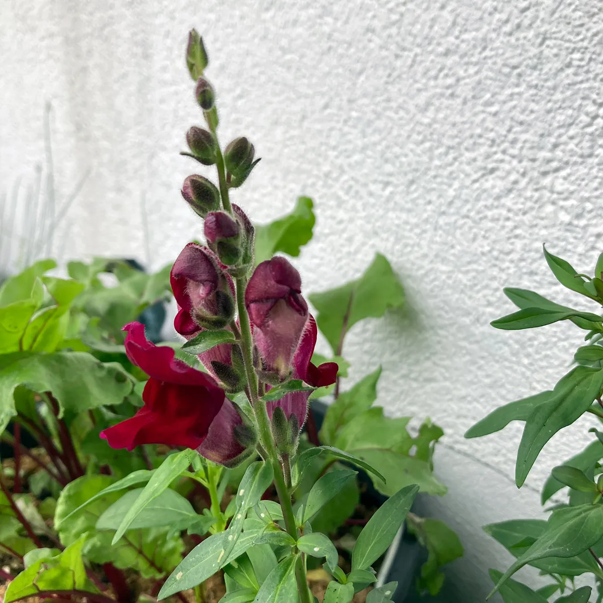 Rubinrotes Löwenmäulchen 'Ruby' (Antirrhinum majus) Samen