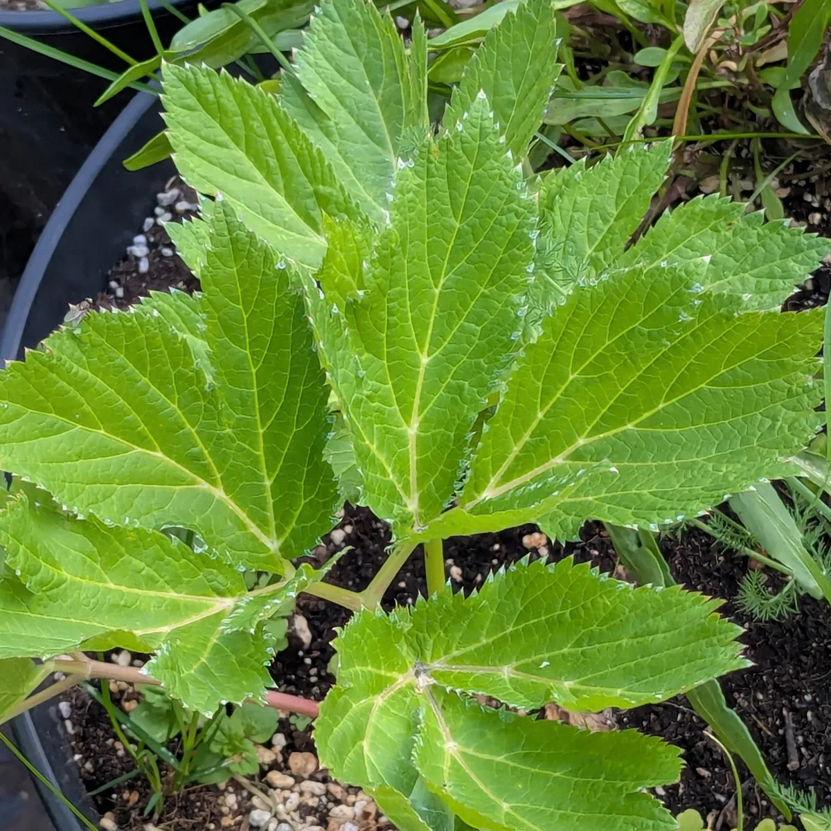 Meisterwurz (Peucedanum ostruthium) Bio Saatgut