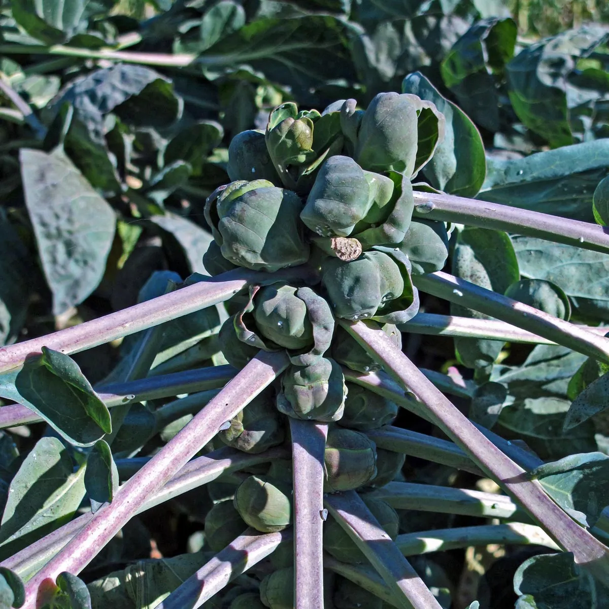 Violetter Rosenkohl 'Red Ball' (Brassica oleracea var.gemmifera) Samen