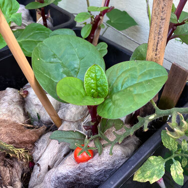 Bac paillé de laine de mouton autour de jeunes plants, une tomate cerise mûre devant