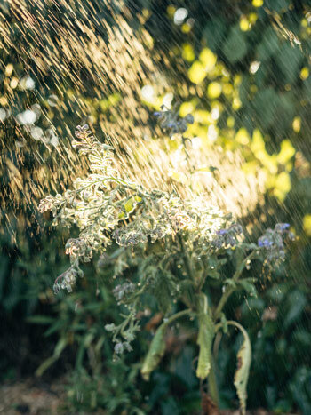 Plante en fleurs arrosée d'une fine pluie à contre-jour