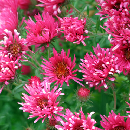 Asters d'automne (Aster) en fleurs d'un rose vif
