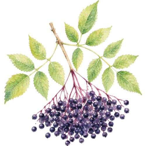 Fruitiers