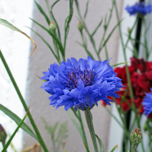 Fleur bleu vif du bleuet (Centaurea cyanus)