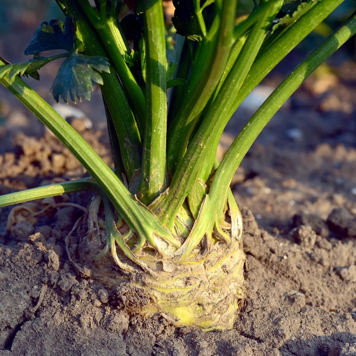 Knollensellerie 'Roem van Zwijndrecht' (Apium graveolens) Bio