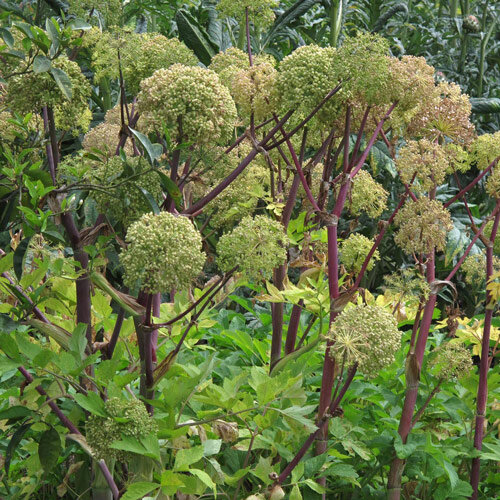 Angélique officinale (Angelica archangelica) aux ombelles globuleuses sur tiges rougeâtres