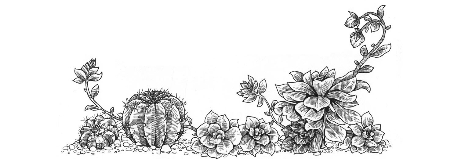 Dessin : différents cactus et plantes succulentes côte à côte
