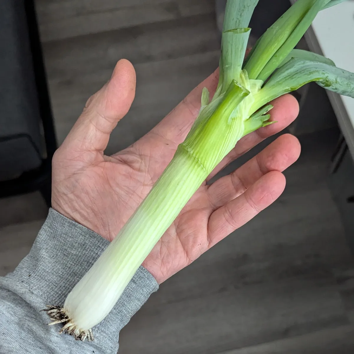 Japanische Zwiebel 'Shimonita' (Allium fistulosum) Samen