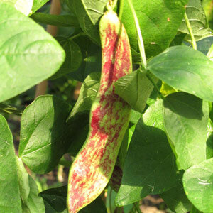 Gousse marbrée de rouge du haricot à rames 'Borlotto Lingua Di Fuoco' (Phaseolus vulgaris)