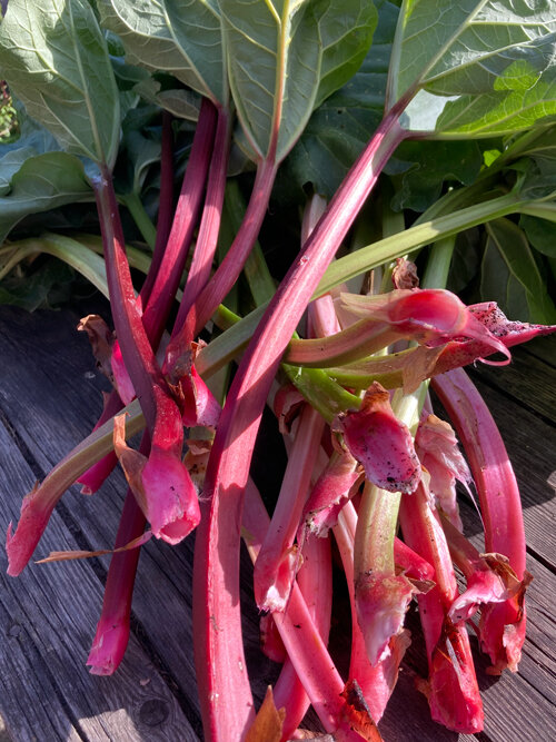 Tiges de rhubarbe rouges fraîchement récoltées avec base des feuilles