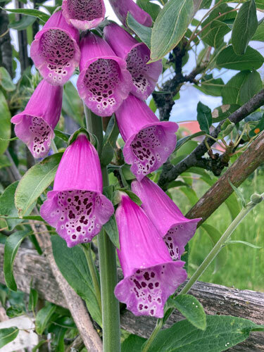 Digitale pourpre (Digitalis purpurea) aux clochettes rose pourpre tachetées à l’intérieur