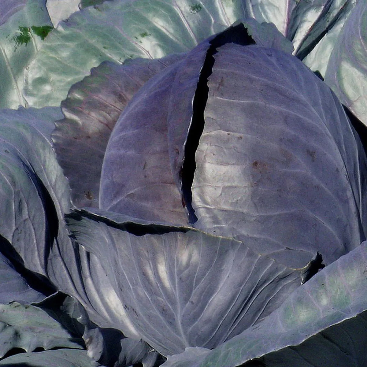 Rotkohl 'Schwarzkopf' (Brassica oleracea var. capitata f. rubra) Samen