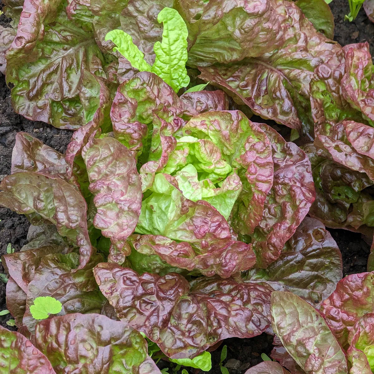 Salat 'Meraviglia delle quattro stagioni' (Lactuca sativa) Bio Saatgut