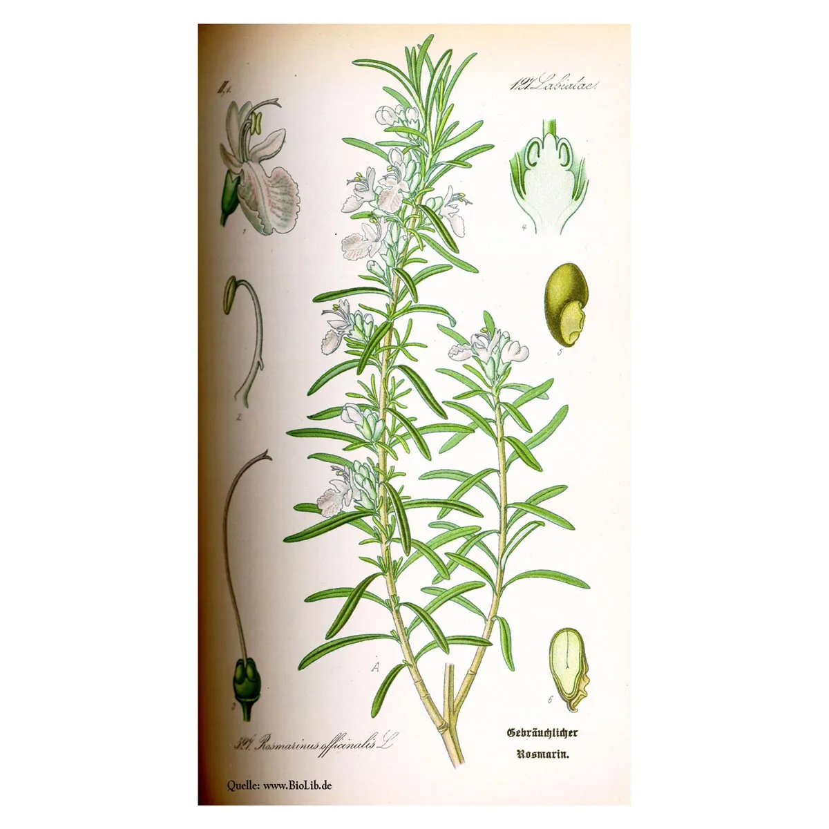 Rosmarin (Rosmarinus officinalis) Bio Saatgut