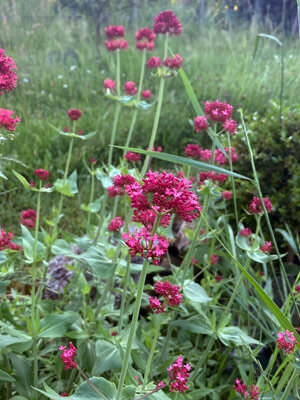 Valériane rouge (Centranthus ruber) graines