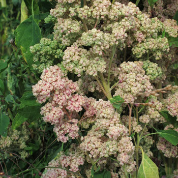 Quinoa (Chenopodium quinoa) aux panicules de graines roses et vertes