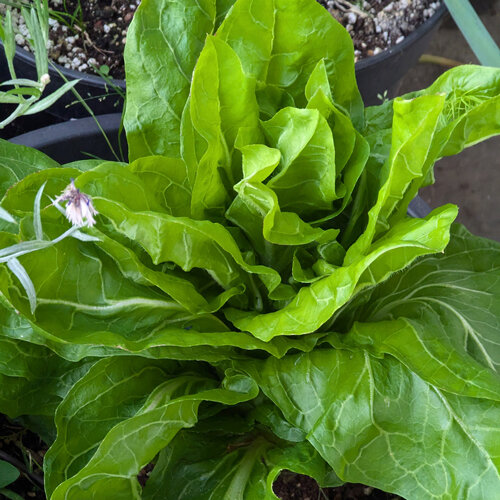 Jeune chicorée pain de sucre (Cichorium intybus) aux feuilles vert clair dressées