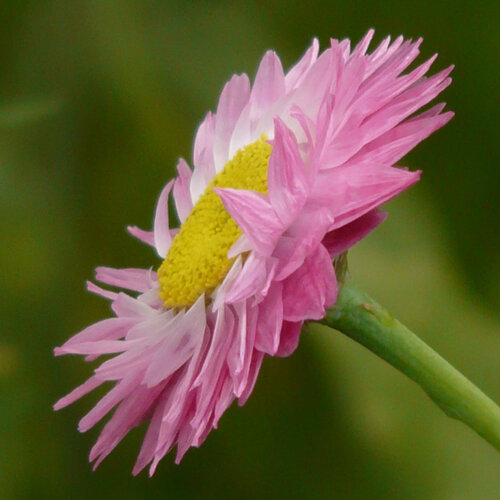 Immortelle rose (Helipterum roseum), fleur rose au cœur jaune
