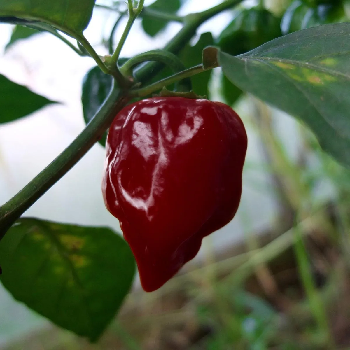 Brauner Chili 'Chocolate Scotch Bonnet' (Capsicum chinense) Samen