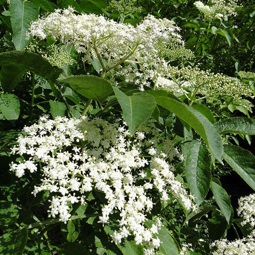 Sureau en fleurs avec de grandes ombelles blanches au début de l’été