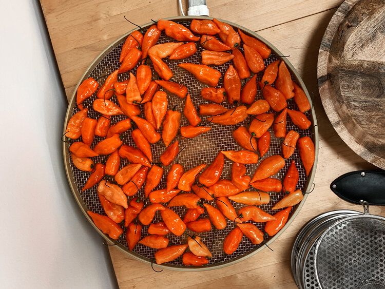 Piments orange récoltés, disposés pour sécher sur une grille ronde