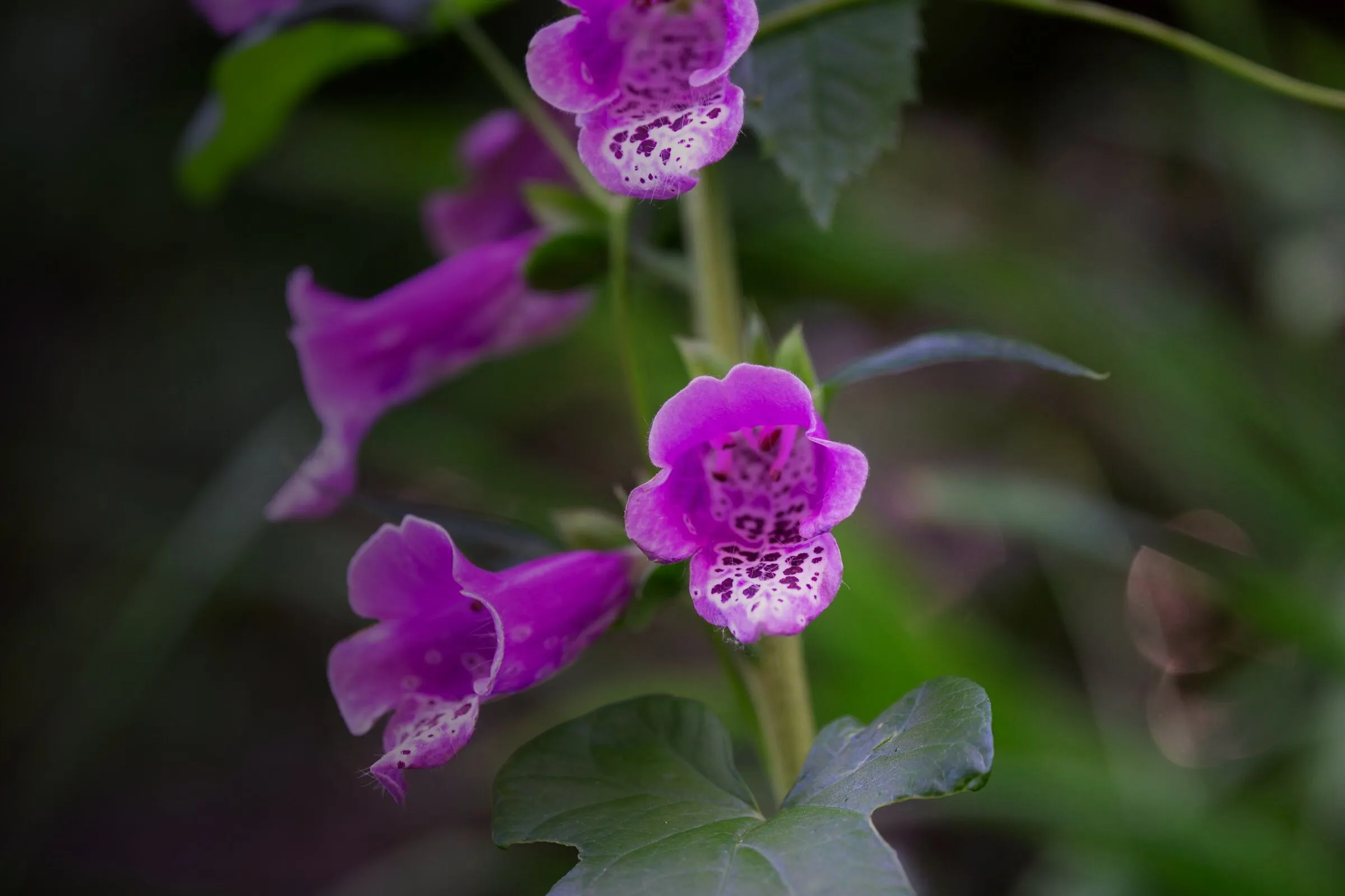 Violette Fingerhutblüten vor dunklem Laub