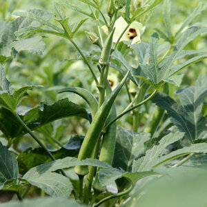 Plant de gombo avec gousses vertes et fleur jaune pâle