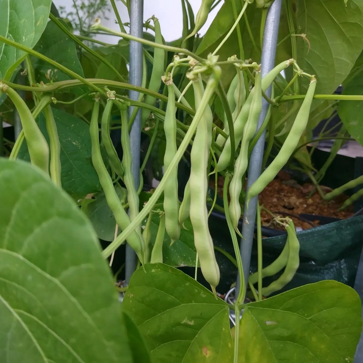 Buschbohne 'Saxa' (Phaseolus vulgaris) Bio Saatgut