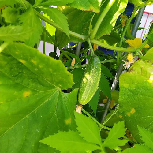 Concombre mariné 'Vorgebirgstrauben' (Cucumis sativus), jeune fruit sur la plante