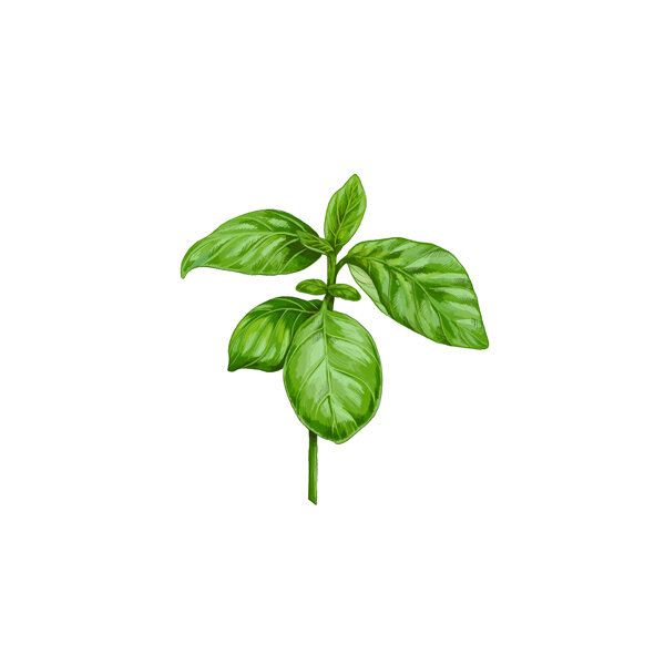 Illustration : brin de basilic aux feuilles vertes