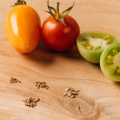 Différentes variétés de tomates
