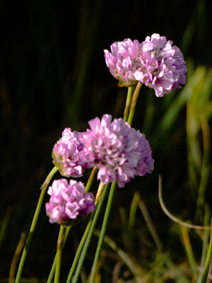 Gazon d’Espagne (Armeria maritima) aux capitules roses