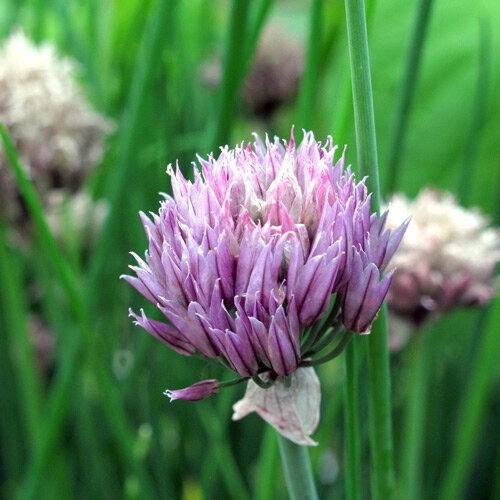 Fleur violette en boule de la Ciboulette 'Gonzales' (Allium schoenoprasum)