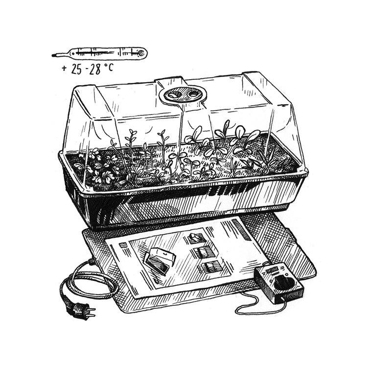Dessin : mini-serre d'intérieur avec semis sur tapis chauffant et thermostat, 25 à 28 °C
