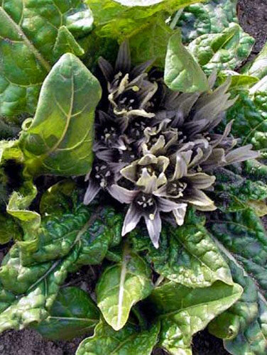 Mandragore (Mandragora officinarum) aux fleurs violet pâle au cœur de la rosette
