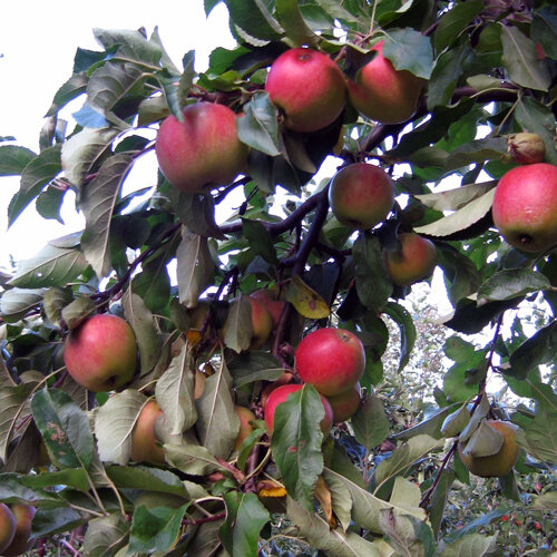 Pommes rouges mûres sur l'arbre à la fin de l'été