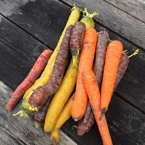 Carottes multicolores orange, jaunes et violettes sur une table en bois