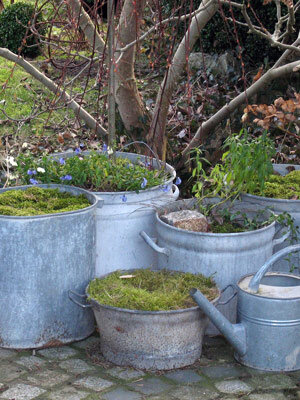 Vieilles bassines et seaux en zinc servant de bacs, avec mousse et fleurs printanières, et un arrosoir